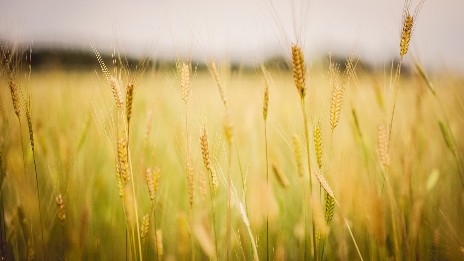 Chiemgaukorn - Einkorn-Feld