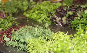 Grünzeug GREEN CHEFS