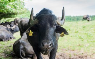 Mit Laib und Käse - Büffelkäse vom Landgut Chursdorf