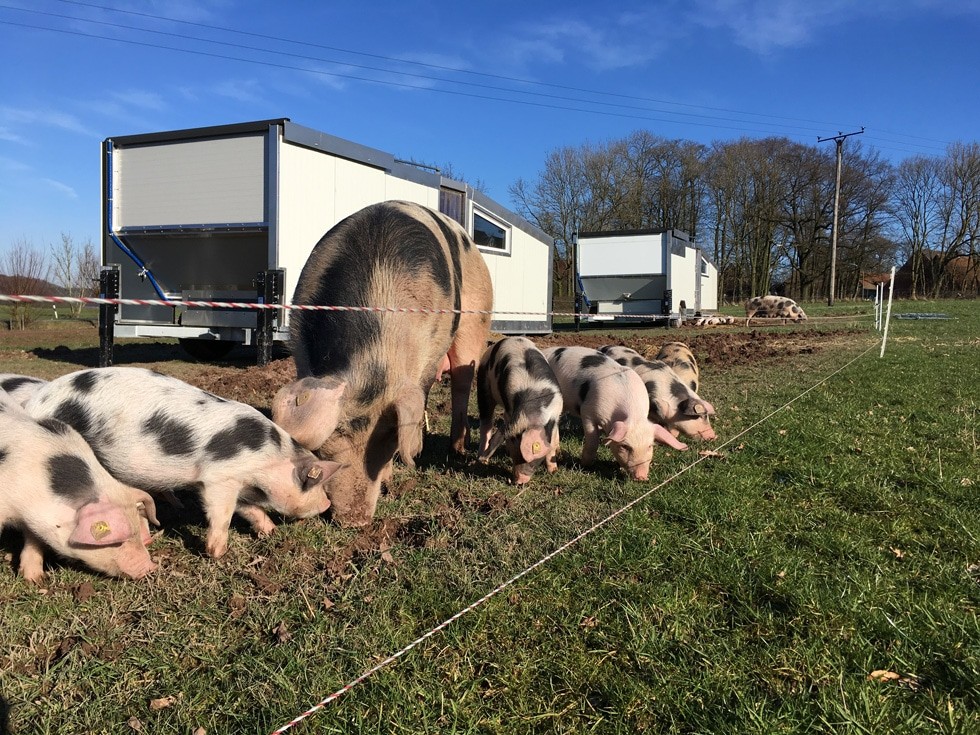 Mobile Schweineställe Familienaufzucht