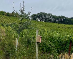 Slow Wein - Weinwald Kröv