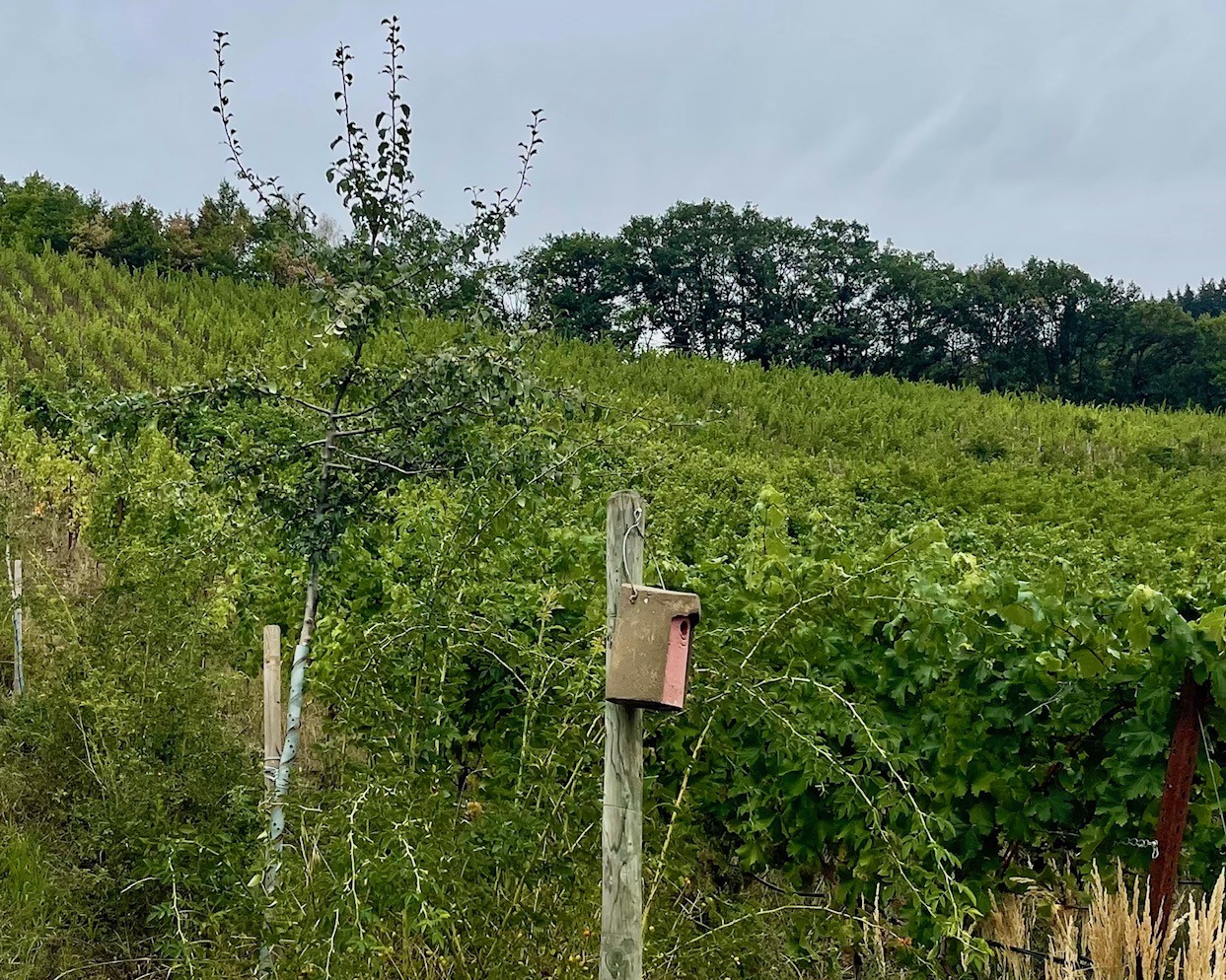 Slow Wein - Weinwald Kröv