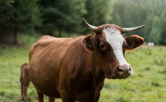 Warum Kühe Hörner tragen sollten