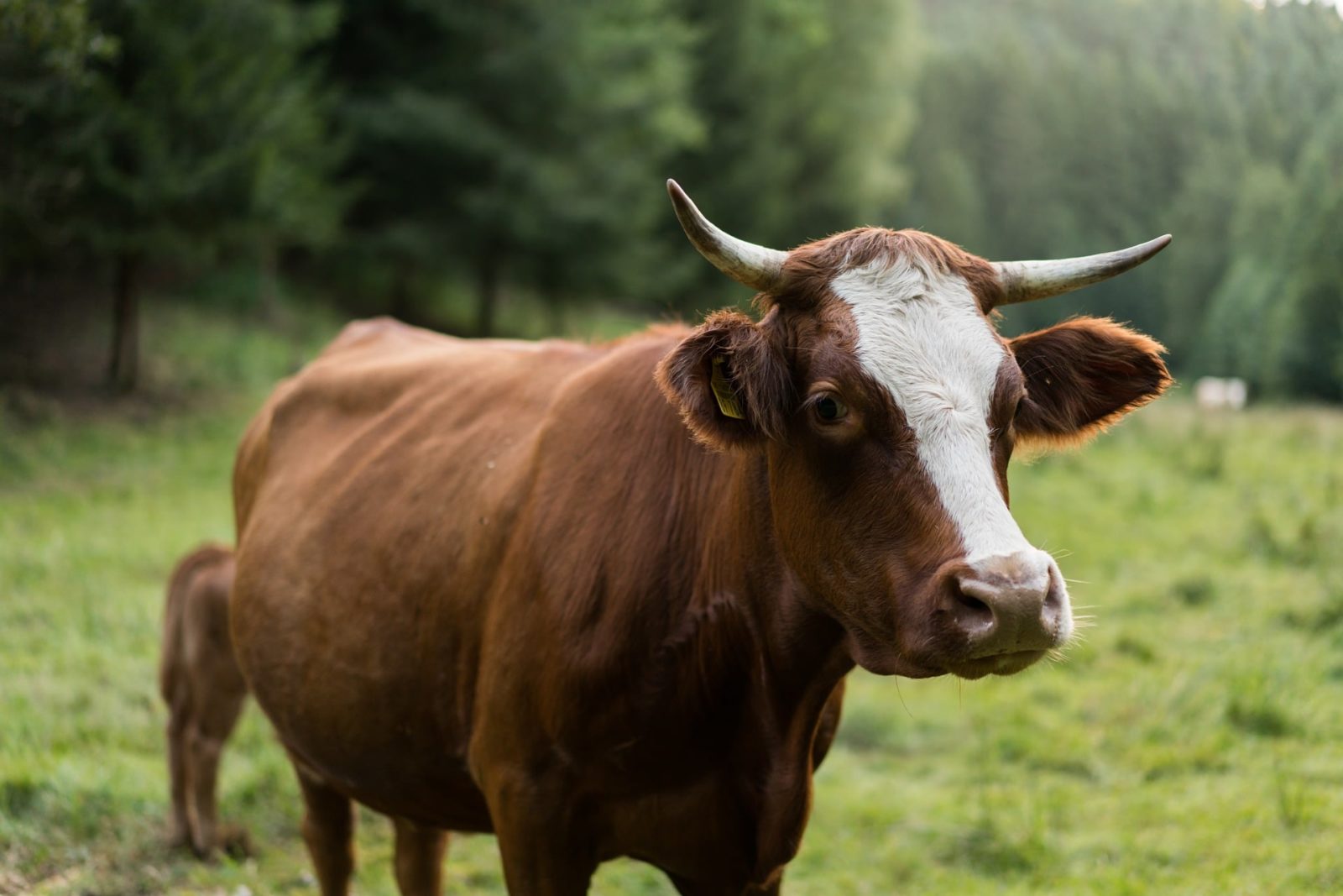 Warum Kühe Hörner tragen sollten Green Chef