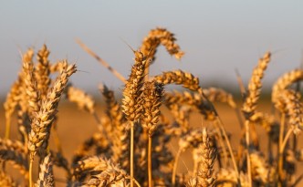 Zweifel an Lebensmittelsicherheit - GREEN CHEFS