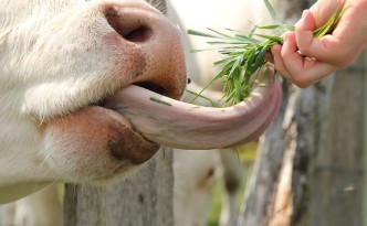 Regionales Bio-Siegel für Produkte aus Bayern